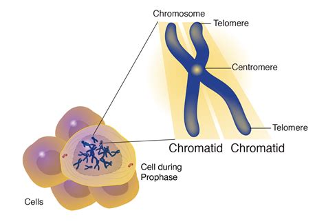 mitosis chromosome and chromatid.